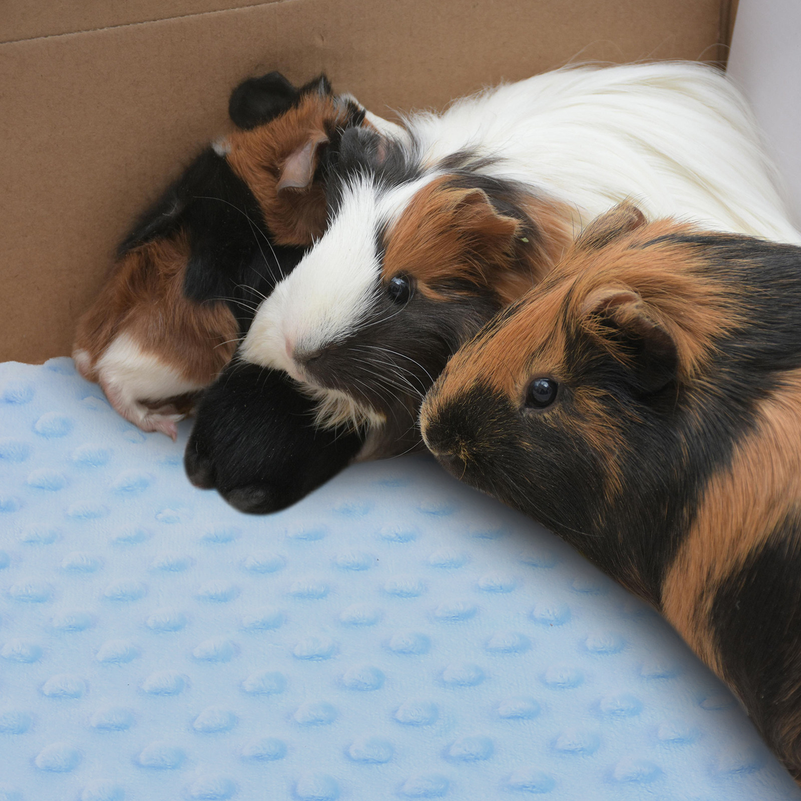 Guinea Pig Blanket Soft Absorb - Hedgehog Bedding Liner recensie en prijs